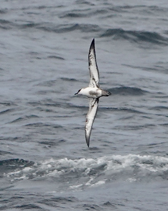 great shearwater